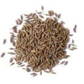 Color cumin seed black/green cumin season hot selling